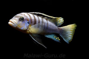 Metriaclima fainzilberi 'Lundu'